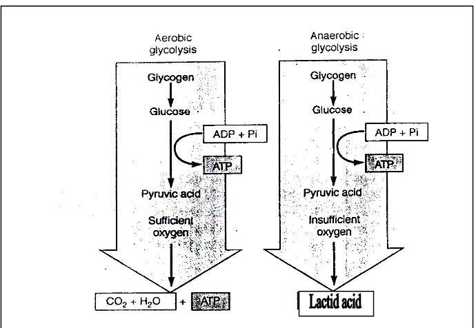 Gambar  11.  Proses Glikolisis Aerobik dan Glikolisis Anaerobik 