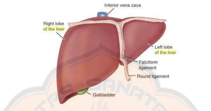 Gambar 1. Lobus Hati dan Empedu Secara Umum (O’Connell, et al., 2010) 