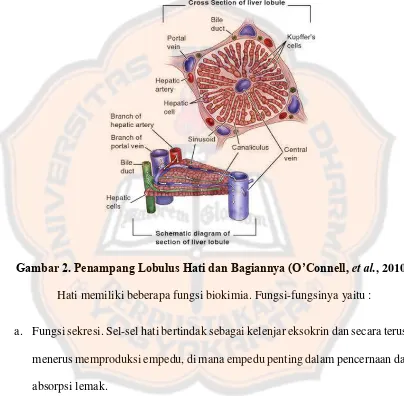 Gambar 2. Penampang Lobulus Hati dan Bagiannya (O’Connell, et al., 2010) 