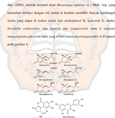 Gambar 4. Struktur isolat senyawa  macarangiosidebrevifoline carboxylatemallophenol B, macarangioside A,  B, macarangioside C, macarangioside D, lauroside E, methyl , serta campuran hyperin dan isoquercitrin dari daun Macaranga tanarius L