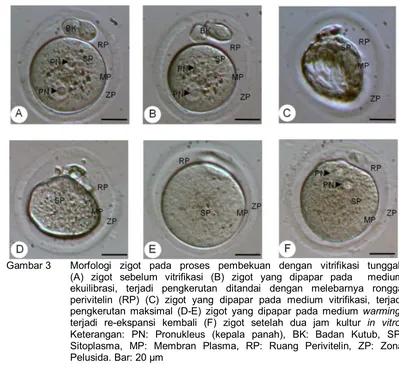 Gambar 3    Morfologi zigot pada proses pembekuan dengan vitrifikasi tunggal.          