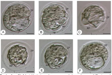 Gambar 4    Morfologi blastosis pada proses pembekuan dengan vitrifikasi ganda.     