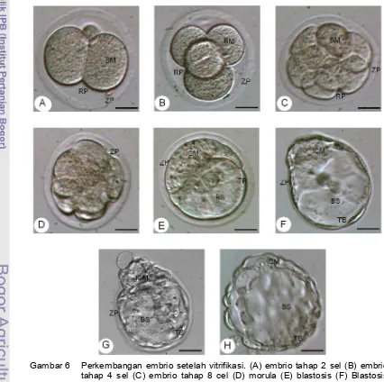 Gambar 6 Perkembangan embrio setelah vitrifikasi. (A) embrio tahap 2 sel (B) embrio 