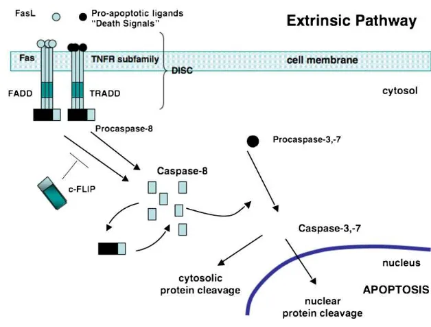 Fig. 1. The extrinsic or death receptor (DR) pathway.
