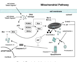 Figure 2: The mitochondrial or intrinsic pathway.