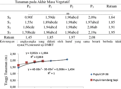 Tabel 5. PengaruhAplikasi SP-36 dan Pupuk Kandang Sapi terhadap Tinggi Tanaman pada Akhir Masa Vegetatif 