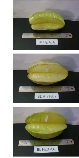 Gambar 7. Visual buah belimbing pada penyimpanan hari ke-14 pada suhu 5oC ulangan 1, 2, 3 