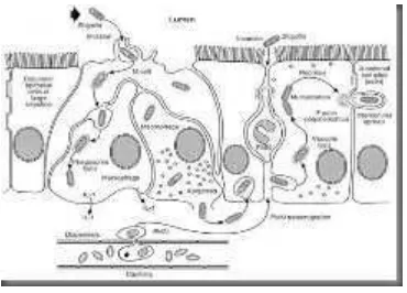 Gambar 3. Ilustrasi cara perbedaan konsentrasi pada sisi yang berbeda dari suatu membran sel 