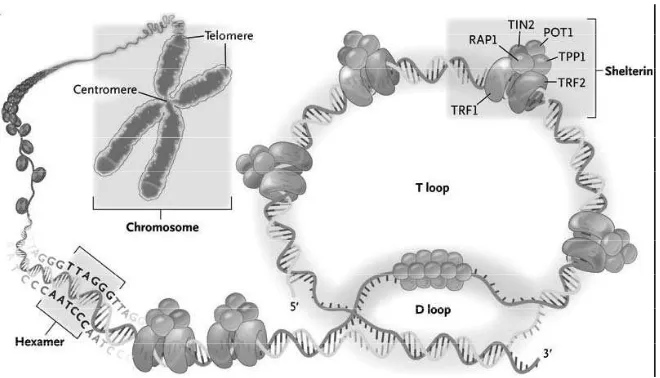Figure 1. Telomeres are located at the ends of  linear chromosomes; they are composed 