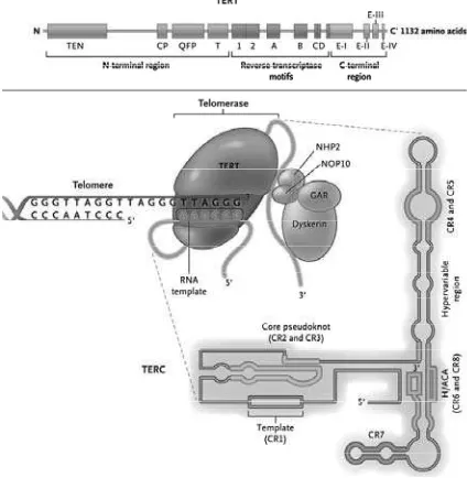 Figure 2. The Telomerase Complex and Its Components. The enzyme telomerase reverse transcriptase (TERT), its RNA component (TERC), the protein dyskerin, and other associated proteins (NHP2, NOP10, and GAR1) are shown.1
