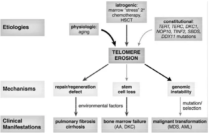Figure 4. Proposed model for the role of dysfunctional and short telomeres in the pathogenesis 