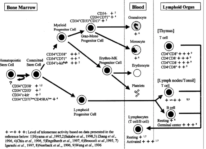 Figure 5.  Telomerase activity in normal hematopoietic cell populations38