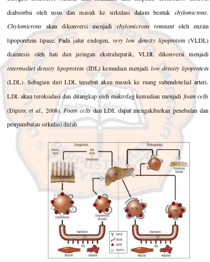 Gambar 1. Sistem transportasi lipid (Dipiro, et al., 2008) 