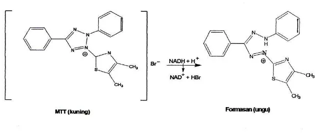 Gambar 3. Reaksi Reduksi MTT menjadi Formazan (Mossman, 1983)