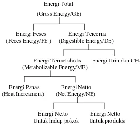 Gambar 4. Neraca Penggunaan Energi oleh Ternak Secara Umum 