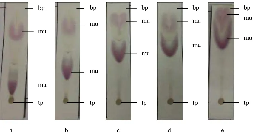 Gambar kromatogram senyawa steroid/triterpenoid dari ekstrak heksana tinta sotong dengan KLT 