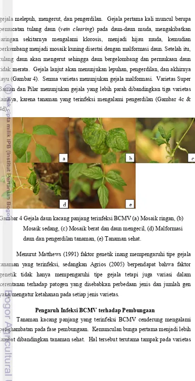 Gambar 4 Gejala daun kacang panjang terinfeksi BCMV (a) Mosaik ringan, (b)       