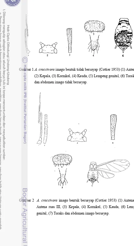 Gambar 1 ������������� imago bentuk tidak bersayap (Cottier 1953) (1) Antena, 