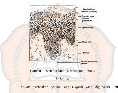 Gambar 1. Struktur kulit (Dharmojono, 2002) 
