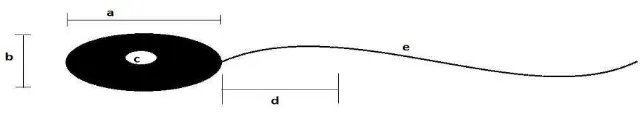 Gambar 2. Morfometri spermatozoa: a. panjang kepala; b. lebar kepala; c. areal kepala; d