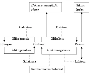 Gambar 1. Jalur utama metabolisme karbohidrat.Sumber : Gropper et al, 2005