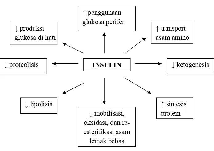 Gambar 2. Efek biologis insulinSumber : Reusch and Draznin (2002)