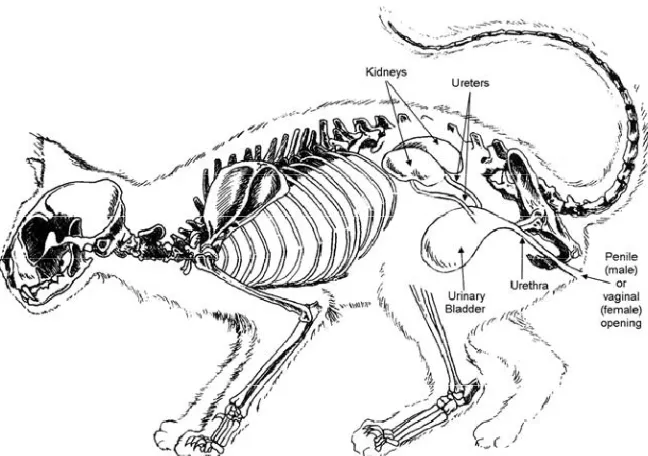 Gambar 3. Situs viscerum ginjal kucing (Eldredge et al. 2008) 