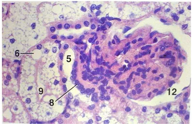 Gambar 4lemak (6),250x. (Bac4. Histologi , macula decha, Bacha korpuskuluensa (8), tub2000) us renalis gibuli proksiminjal kucingmal (9), uring