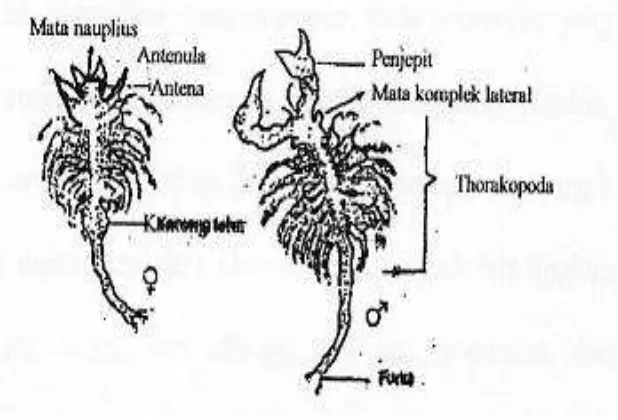 Gambar 3. Morfologi Artemia salina Leach dewasa (Mujiman, 1992). 