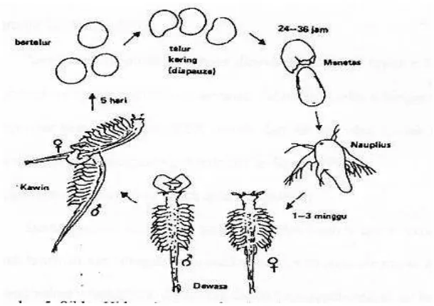 Gambar 4. Siklus hidup Artemia salina Leach (Mujiman, 1992). 