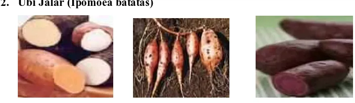 Gambar 2.2. Ubi Jalar (Ipomoea batatas) 