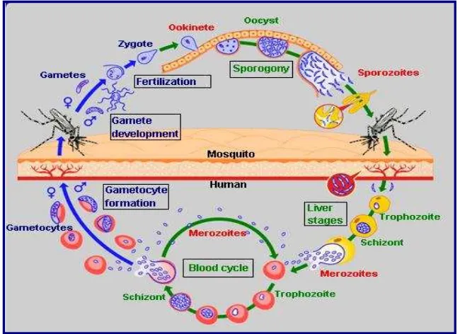 Gambar 2. Siklus Hidup Parasit Malaria