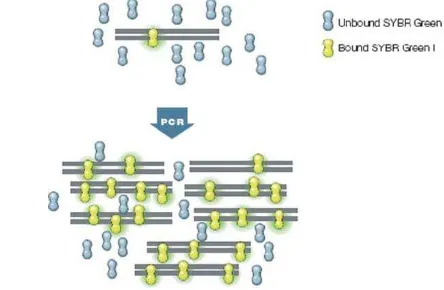 Gambar 4. DNA binding dyes dalam real-time PCR. Fluoresen secara dramatis meningkat ketika molekul dye berikatan dengan DNA (Pestana et al