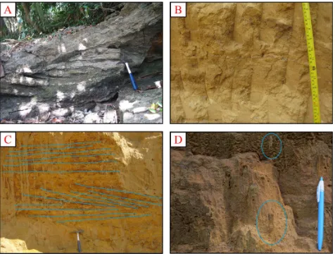 Figure 4: The coastal sediments in Madura Area; (a) Large scale cross-bedding in thickly beddedsandstone, (b) Flaser bedding within the massive sandstone, (c) Parallel laminated sandstone cov-ered over cross bedded sandstone, (d) The vertical burrow structures in massive sandstone.