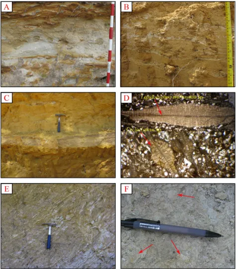 Figure 5: The upper neritic sediments in Madura Area (a) Bidirectional cross-laminae in heterolithicsandstone, (b) The heterolithic sandstone intercalated with mud wavy laminae (c) Fine grainedclina murrayana sp.sandstone intercalated with argillaceous limestone (d) Microscopic view of foraminifera, Lepidocy- and Cycloclypeus sp., in ﬁne grained, laminated sandstone (f) Bioclastic limestonewith Large foraminifera Cycloclypeus sp.