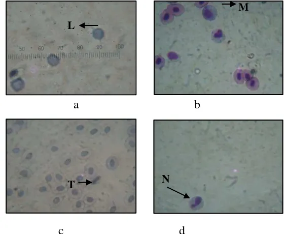 Gambar 11. Diferensial leukosit : a). limfosit (L), b). monosit (M),  