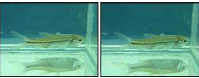 Gambar 7. Ikan wader pari Rasbora argyrotaenia.