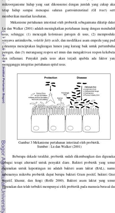 Gambar 3 Mekanisme pertahanan intestinal oleh probiotik. 