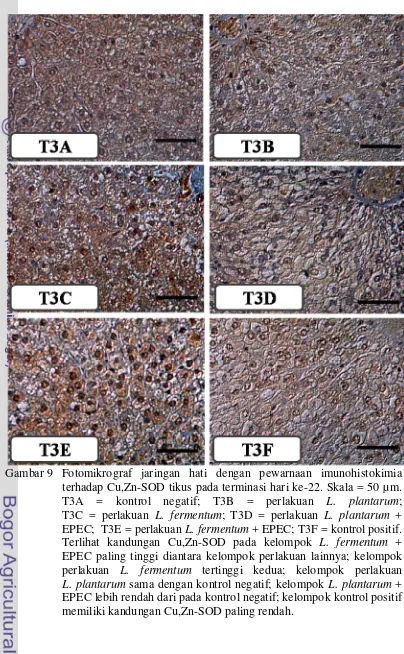 Gambar 9 Fotomikrograf jaringan hati dengan pewarnaan imunohistokimia 