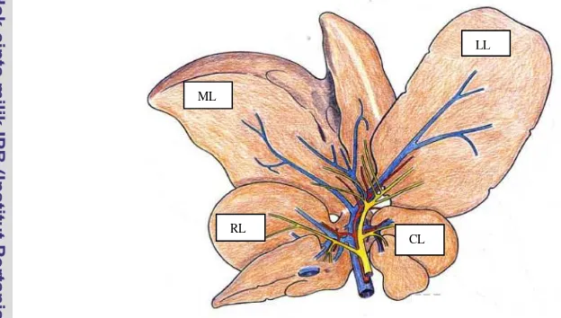 Gambar 1  Gambaran hati tikus yang terdiri dari empat lobus; LL = lobus kiri;      