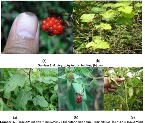 Gambar 3. R. fraxinifolius dan R. moluccanus: (a) batang dan daun R.fraxinifolius; (b) buah R.fraxinifolius (pertumbuhannya idak sempurna); (c) batang dan daun R.moluccanus.