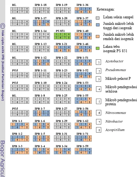 Tabel Lampiran 12. Denah Pertanaman dan Perbandingan Jumlah Mikrob Fungsional pada Perakaran  Tebu Transgenik IPB 1 dengan Tebu Isogenik PS 851  