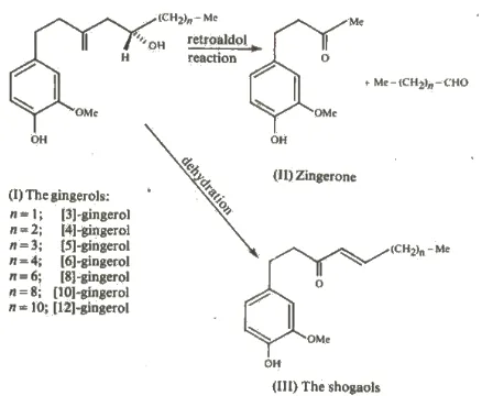 Gambar 4. Degradasi termal gingerol (Purseglove et al., 1981) 