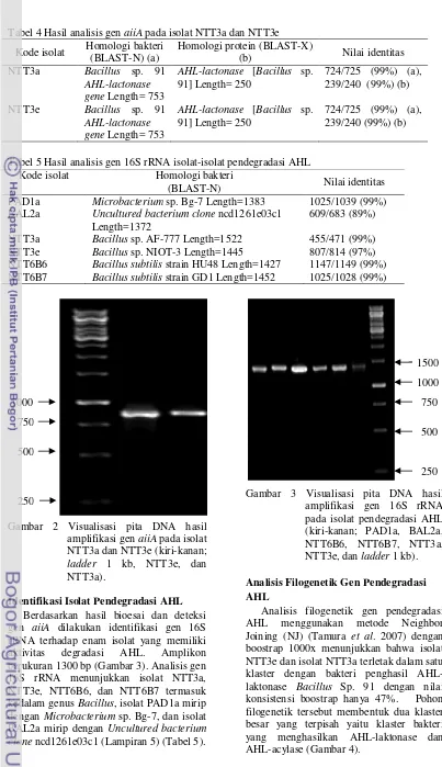 Tabel 4 Hasil analisis gen aiiA pada isolat NTT3a dan NTT3e 