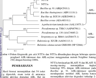 Gambar 4 Pohon filogenetik gen aiiA NTT3e dan NTT3a dibandingkan dengan beberapa spesies 