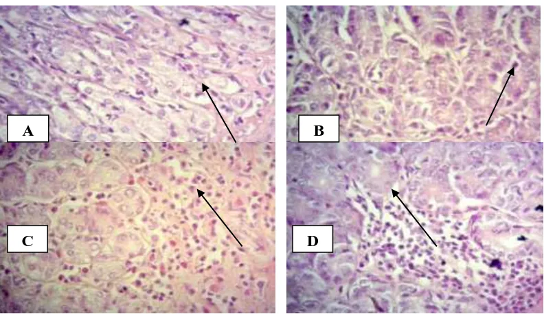 Gambar 8. Gambaran Histologi Radang/ Gastritis Lambung Tikus Setelah Perlakuan Kebisingan