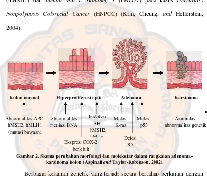 Gambar 2. Skema perubahan morfologi dan molekular dalam rangkaian adenoma–and 