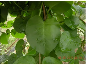 Gambar 1. Binahong (Anredera cordifolia [Ten.] Steenis)