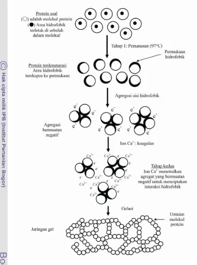 Gambar 3. Mekanisme gelasi tahu yang dikoagulasi oleh CaSO4 (Kohyama et al. 1995) 