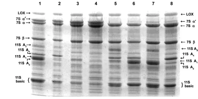 Gambar 4.  Hasil elektroforesis SDS-PAGE ekstrak protein dari berbagai galur varietas kedelai 